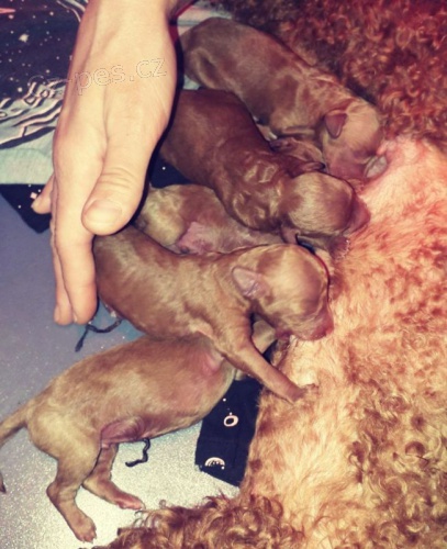 �erven� miniaturn� pudl �t��ata