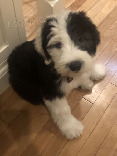 �t��ata portugalsk�ho vodn�ho psa pejska a feny k adopci.