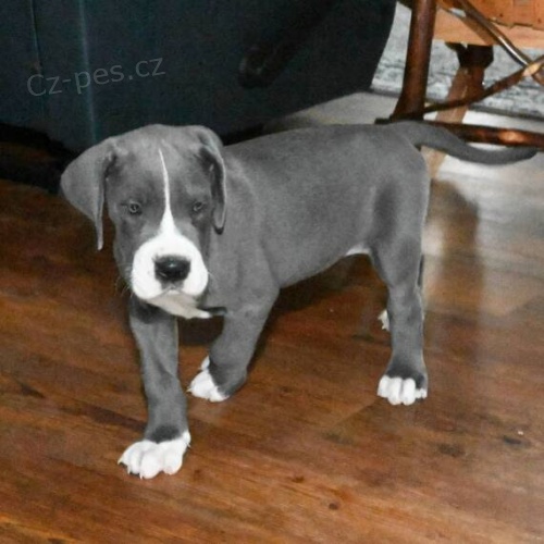 �t��ata n�meck� dogy k adopci