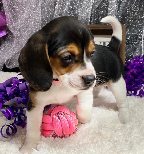 �t��ata b�gla na prodej.