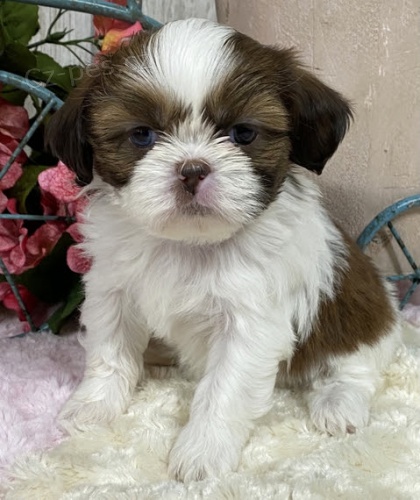 Prod�m �t��ata SHIH TZU
