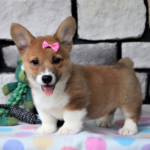 kr�sn� a and�lsk� �t��ata Pembroke Welsh Corgi na prodej.