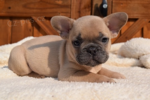 Prod�m ZDRAV� a O�KOVAN� �t��ata francouzsk�ho buldo�ka.