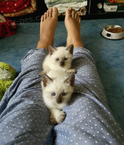 siamsk� ko��tka