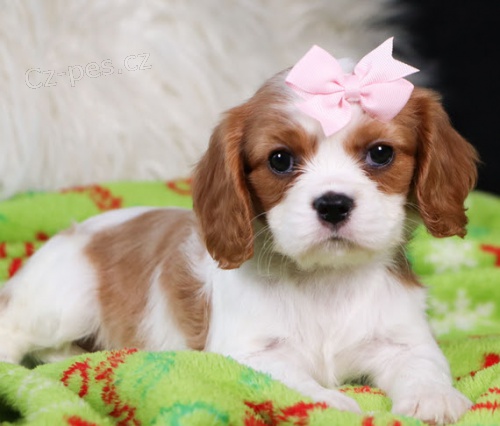 Roztomil� a kr�sn� miniaturn� �t��ata Kaval�r King Charles Spaniel na prodej.