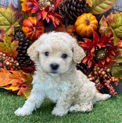 �t��ata havanese na prodej.