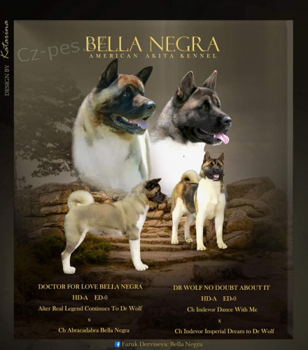 Americk� Akita �t��ata