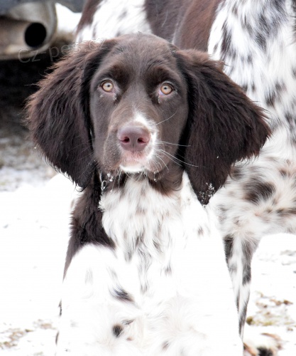 N�meck� dlouhosrst� oha� feny