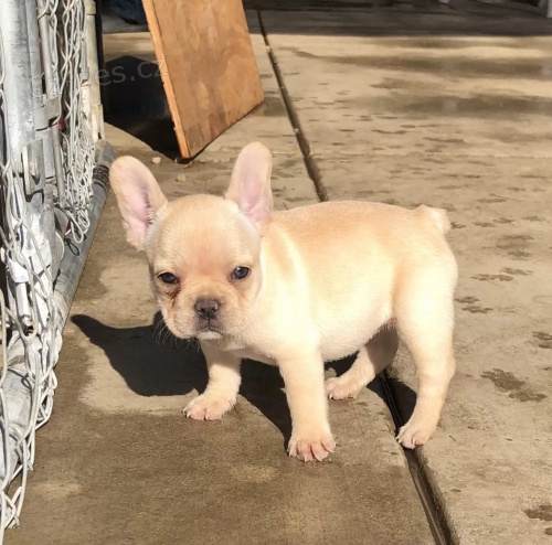 Francouzsk� buldo�ek �t��ata s PP FCI