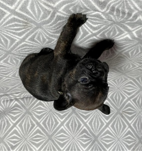 Francouzsk� buldo�ek �t��ata s PP FCI