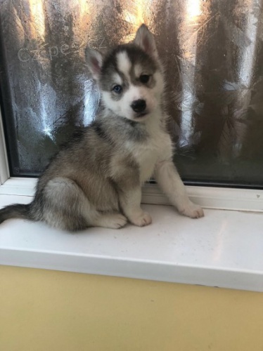 sibi�sk� husky na prodej.