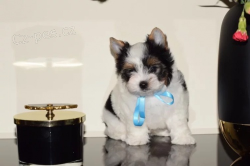 Prod�m �t��ata yorkie Biewer