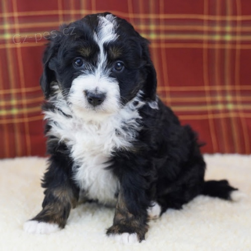 Bernedoodle �t��ata k adopci.