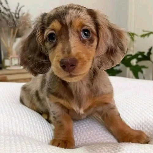 Zdrav� a kr�sn� �t��ata trpasli��ho psa a feny merle dlouhosrst�ho jezev��ka na prodej.