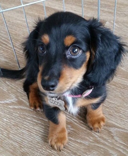 �ernohn�d� dlouhosrst� �t��ata jezev��ka k adopci. 