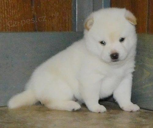 Prod�m zdrav� a kr�sn� �t���tka b�l�ho psa a feny SHIBA INU.