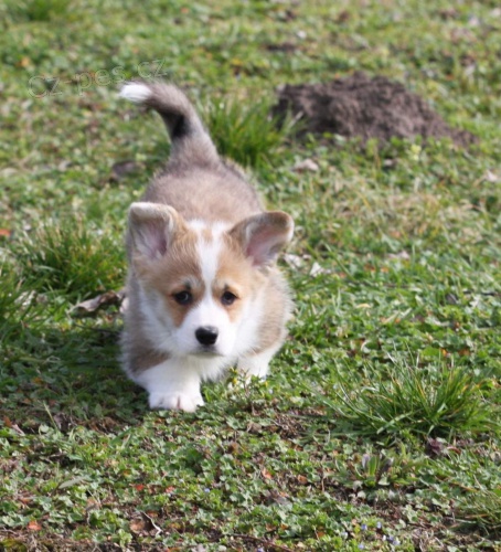 Pembroke Welsh Corgi �t��ata