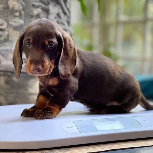 zdrav�, o�kovan� a od�erven� �t��ata trpasli��ch hladkosrst�ch jezev��k� k adopci