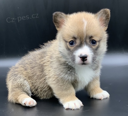 Pembroke Welsh Corgi mini zdrav� a o�kovan� �t��ata na prodej.