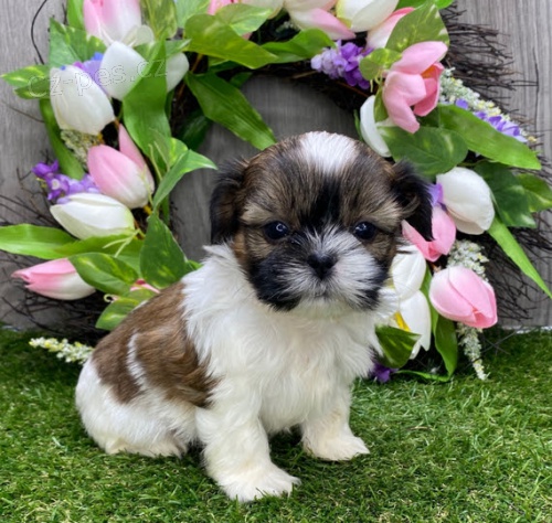 Zdrav�, o�kovan� a od�erven� mini �t���tka SHIH TZU k adopci.