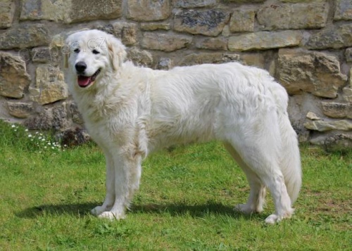 Slovensk� �uva� s PP