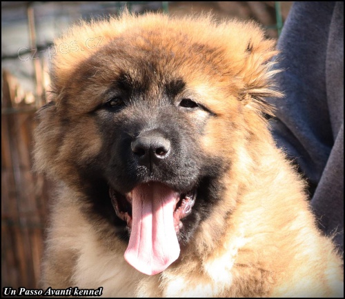 Kavkazsk� ov��k KR�SN� �t���tka