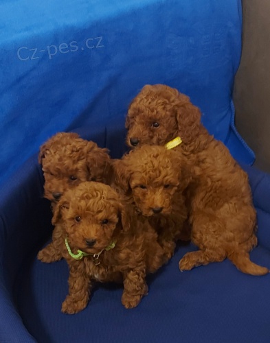 Toy pudl �t��ata