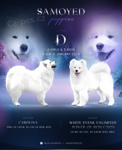 Samojed kr�sn� �t���tka