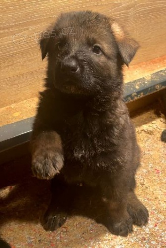 N�meck� ov��k �t��ata - pracovn� linie