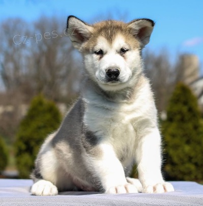 Rozko�n� �t���tka alja�sk�ho malamuta jsou p�ipravena do nov�ch rodin.