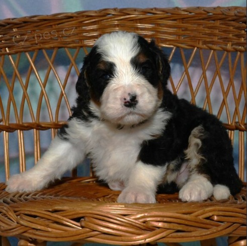 Prod�m �t��ata Bernedoodle.