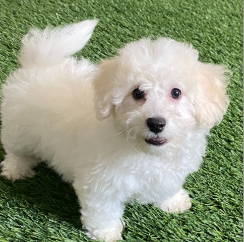 Prod�m rozko�n� �t���tka Bi�onka.