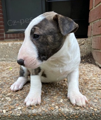 Prod�m �t��ata bulteri�ra.