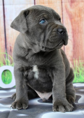 Prod�m �t��ata Cane corso.