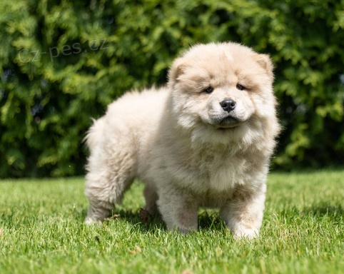 Prod�m �t��ata �au �au (�au �au).