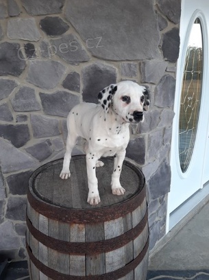 Prod�m kr�sn� dalmatinsk� �t��ata.