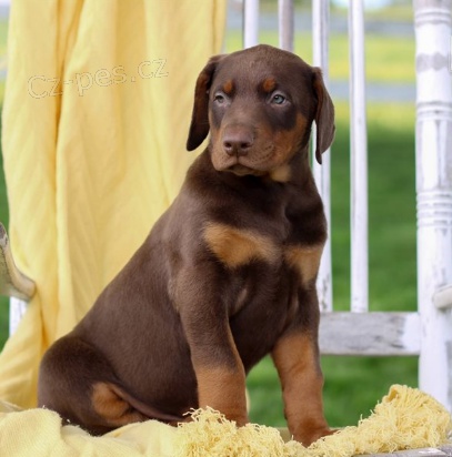 Prod�m roztomil� �t���tka dobrmana.