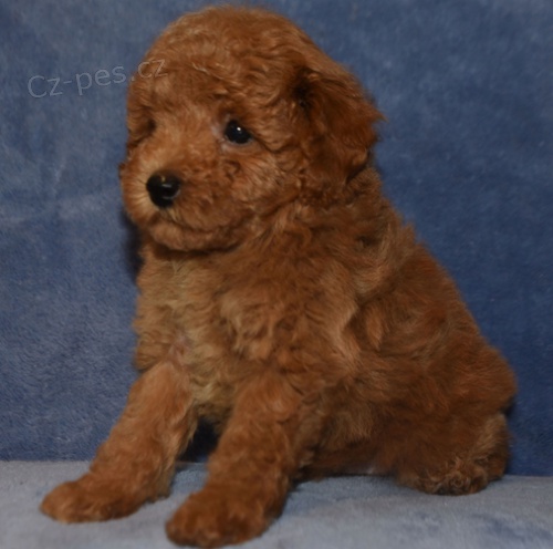 Prod�m �t��ata pudla.