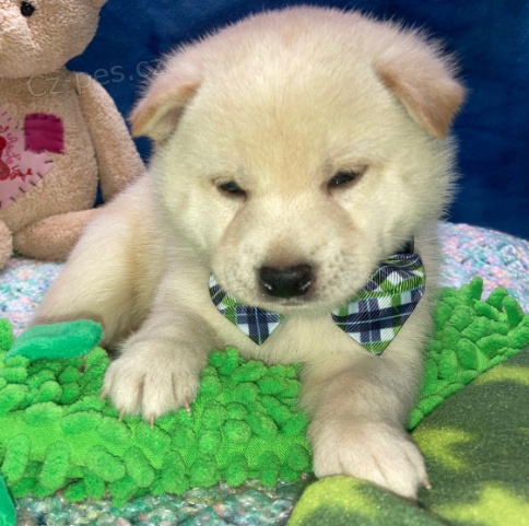 �t��ata Shiba Inu jsou p�ipravena k prodeji.