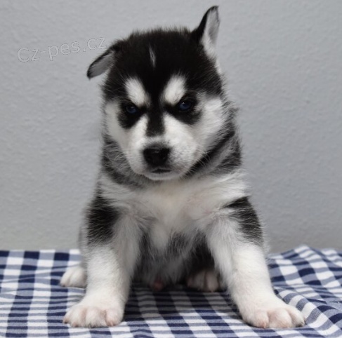 �t��ata sibi�sk�ho huskyho jsou p�ipravena k prodeji.