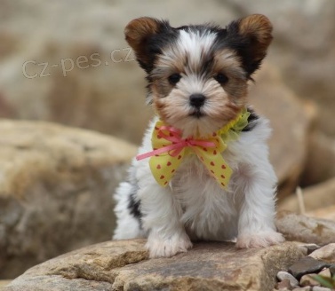 �t��ata Yorkshire jsou p�ipravena k prodeji.