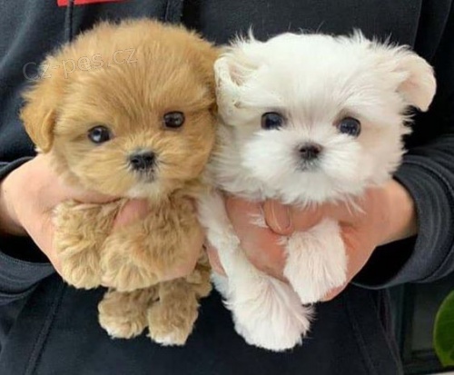 Kr�sn� mini �t��ata pudla k dispozici a p�ipravena k prodeji. Pouze pro v�n� osoby.