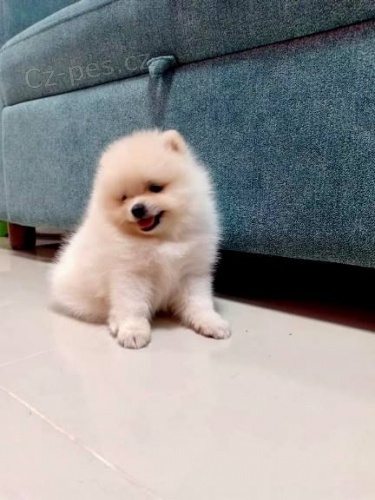 miniaturn� �t��ata pomeranian� na prodej.