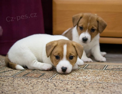 Prod�m kr�sn� �t���tka mini jack russell teri�ra.
