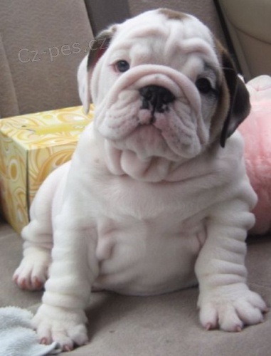 Prod�m o�kovan� a od�erven� �t��ata anglick�ho buldo�ka