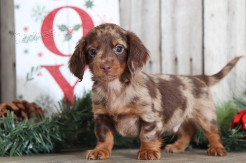 Prod�m zdrav� a o�kovan� �t��ata merle dlouhosrst�ho Jezev��ka.