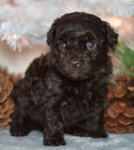 Prod�m zdrav� a kr�sn� �t���tka �ern�ho pudla MINI TOY.