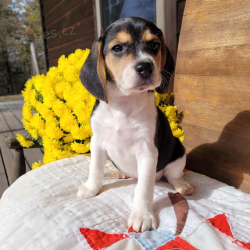 Prod�m zdrav� a kr�sn� �t��ata BEAGLE pejska a fenky.