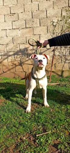 Americk� staford��rsk� teri�r �t��ata