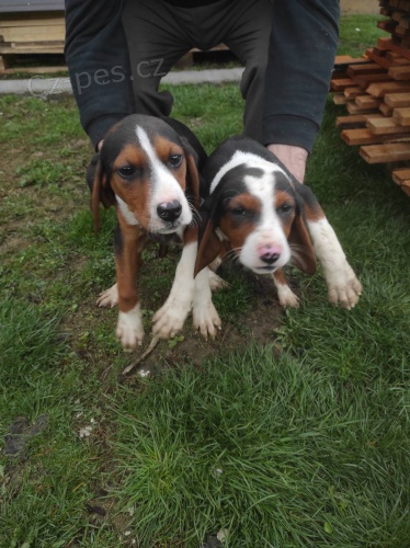 Srbsk� t��barevn� chrt